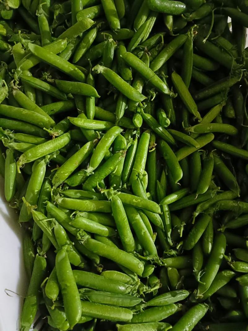 碗豆荚最新版下载(碗豆荚手机软件下载)
