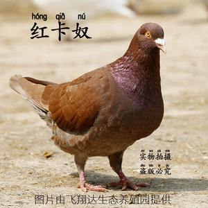 红鸽子板新旧下载_(红布条红布条同名专辑下载分轨)